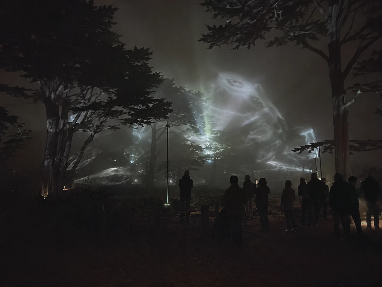 Grove of Signals · image riding the fog through the canopy