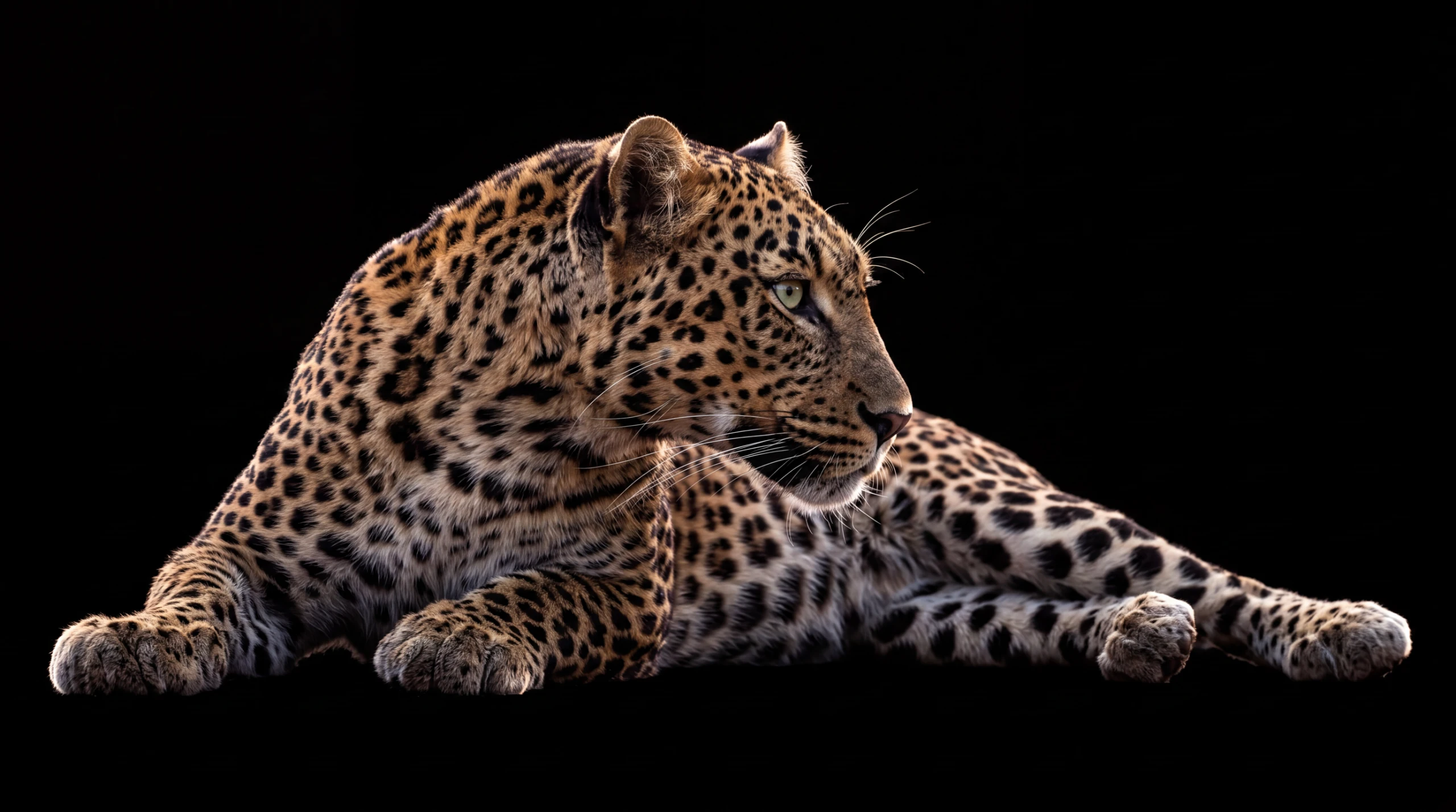 A leopard at rest, in profile