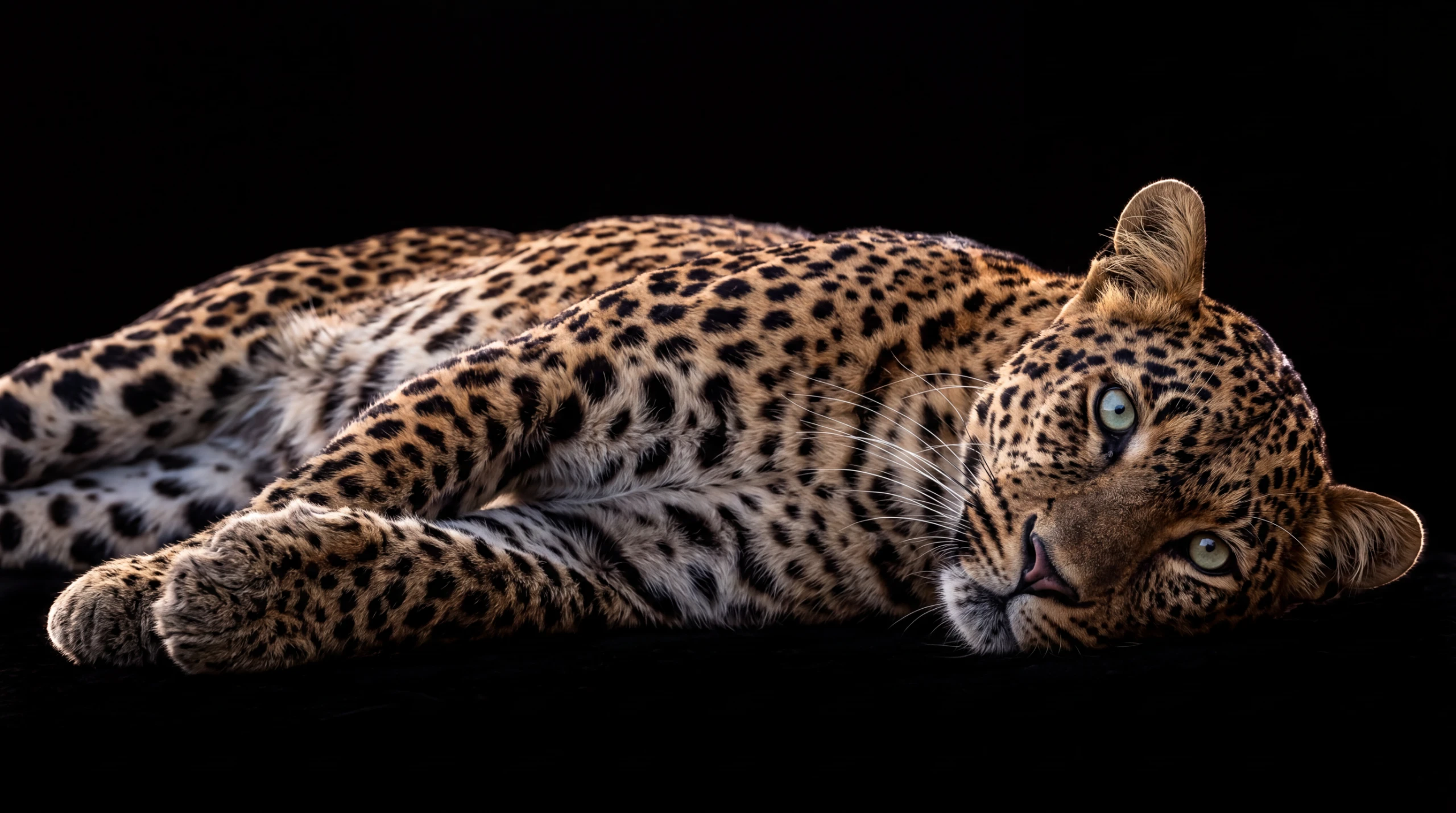 A spotted leopard reclining, warm golds and true blacks side by side on the surface.